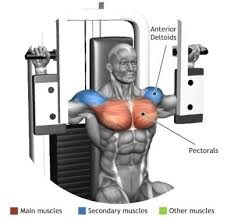 CONTRACTORA-PECTORAL
